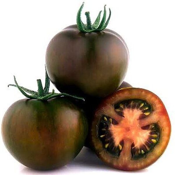 PLANTON TOMATE KUMATO NEGRO